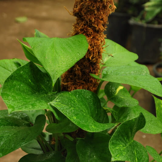 تصویر 1 از پتوس خزه‌ ای با برگ‌ های نرم و پوشش طبیعی