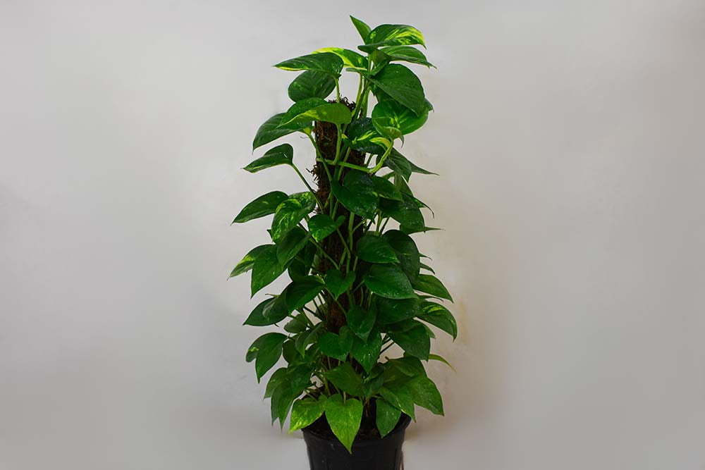 تصویر 2 از پتوس خزه‌ ای با برگ‌ های نرم و پوشش طبیعی