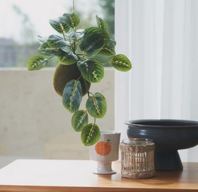 تصویر 3 از پتوس خزه‌ ای با برگ‌ های نرم و پوشش طبیعی