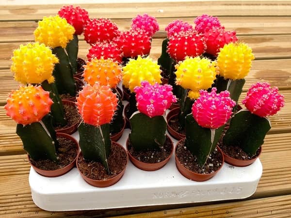 قیمت کاکتوس رنگی