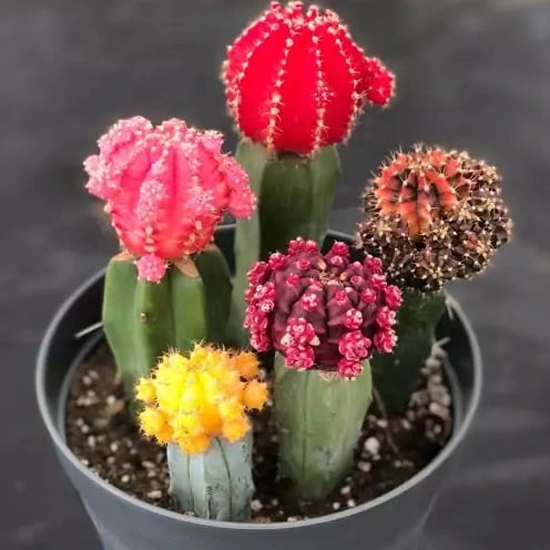 خرید کاکتوس رنگی