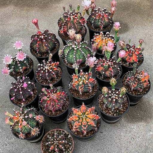 فروش کاکتوس رنگی