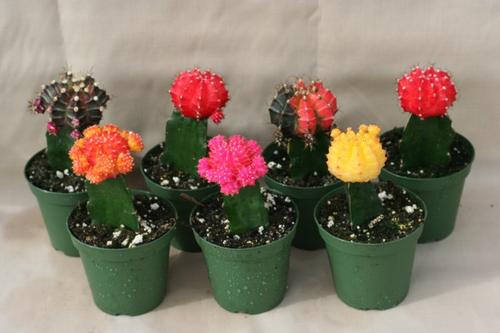 تصویر 4 از کاکتوس ژمینو رنگی در گلدان‌ های فانتزی و متنوع