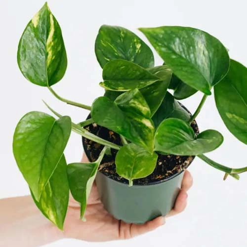 تصویر 1 از پتوس حصیری رونده با برگ‌ های پر پشت و با طراوت