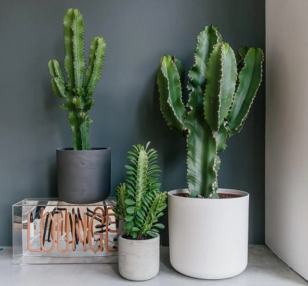 کاکتوس قد بلند در گلدان‌ های شیک و منحصر به فرد