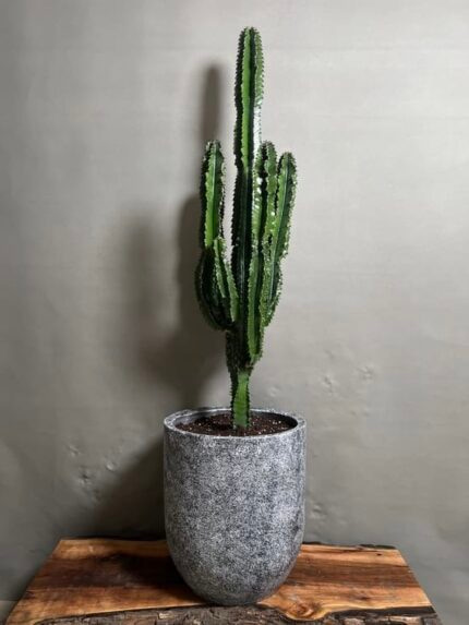 تصویر 1 از کاکتوس قد بلند در گلدان‌ های شیک و منحصر به فرد
