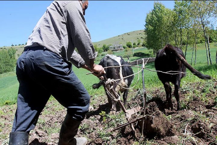 گاوآهن دستی ابزار سبک برای خاک‌ ورزی ساده و کنترل راحت