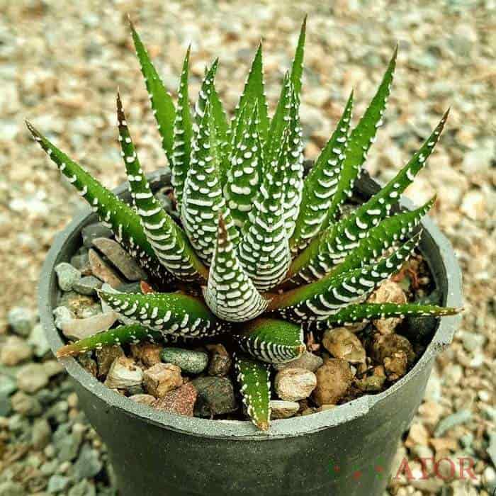 کاکتوس گورخری با خطوط مشخص و رنگ‌ های جذاب