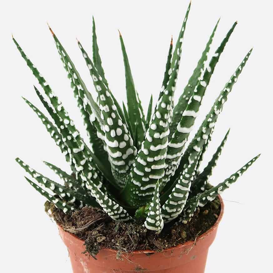 تصویر 1 از کاکتوس گورخری با خطوط مشخص و رنگ‌ های جذاب