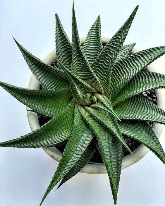 تصویر 2 از کاکتوس گورخری با خطوط مشخص و رنگ‌ های جذاب