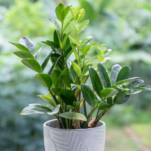 زاموفیلیا مادر مناسب دکوراسیون مدرن و آرامش‌ بخش