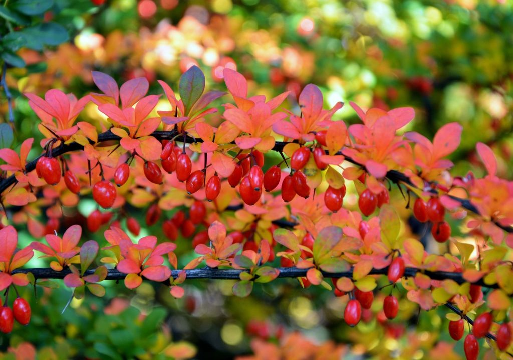 تصویر 1 از زرشک تازه ایرانی با دانه های سالم و رنگ روشن