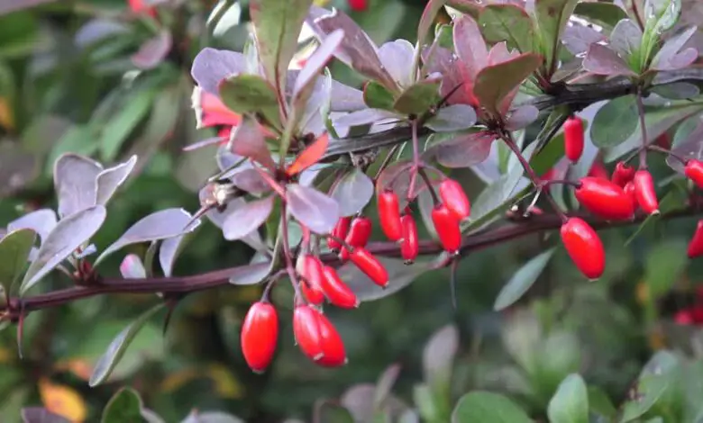 تصویر 3 از زرشک تازه ایرانی با دانه های سالم و رنگ روشن