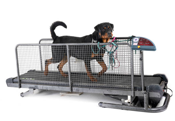 تصویر 2 از باسکول دامداری ضد زنگ مکانیکی و دیجیتال مناسب استفاده مداوم