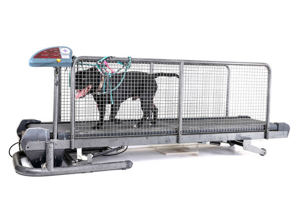 تصویر 5 از باسکول دام کش با فریم مقاوم مناسب دامداری های نیمه صنعتی