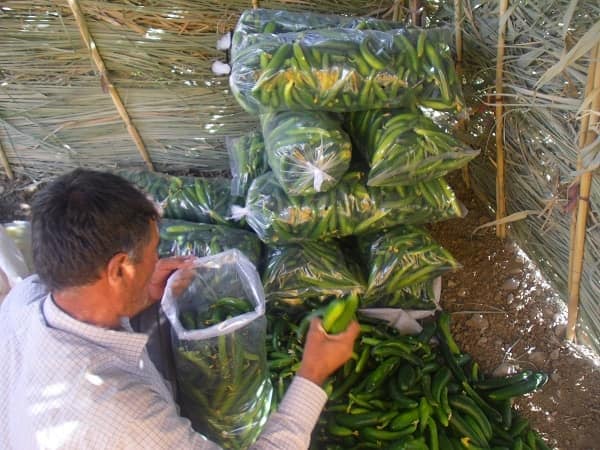 تصویر 1 از نایلون خیاری شفاف مناسب بسته بندی مواد غذایی