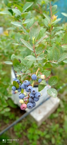 تصویر 2 از فروش عمده نهال بلوبری میوه دار با ضمانت باردهی ویژه باغداران و نهالستان ها