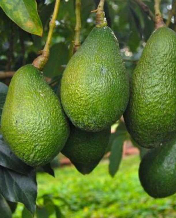 تصویر 5 از فروش عمده نهال آووکادو گلابی تمساح با ضمانت رشد و باردهی ویژه باغ های تجاری جنوب کشور