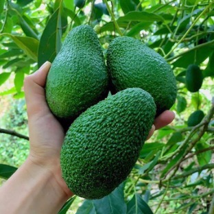 تصویر 4 از فروش عمده نهال آووکادو گلابی تمساح با ضمانت رشد و باردهی ویژه باغ های تجاری جنوب کشور