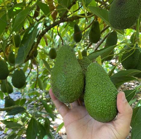 تصویر 1 از فروش عمده نهال آووکادو گلابی تمساح با ضمانت رشد و باردهی ویژه باغ های تجاری جنوب کشور