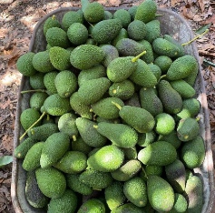 فروش عمده میوه آووکادو گلابی تمساح با کیفیت صادراتی عرضه مستقیم برای بازار داخلی و خارجی