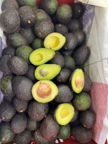 تصویر 2 از فروش عمده میوه آووکادو گلابی تمساح با کیفیت صادراتی عرضه مستقیم برای بازار داخلی و خارجی