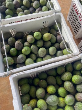تصویر 3 از فروش عمده میوه آووکادو گلابی تمساح با کیفیت صادراتی عرضه مستقیم برای بازار داخلی و خارجی