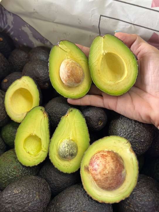 تصویر 1 از فروش عمده میوه آووکادو گلابی تمساح با کیفیت صادراتی عرضه مستقیم برای بازار داخلی و خارجی