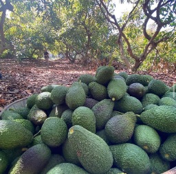 تصویر 5 از فروش عمده میوه آووکادو گلابی تمساح با کیفیت صادراتی عرضه مستقیم برای بازار داخلی و خارجی