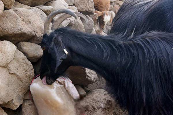 سنگ نمک دامی صادراتی + کیفیت بالای ایرانی