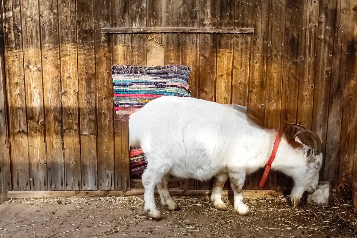 سنگ نمک دامی معدنی + مناسب گاو و گوسفند