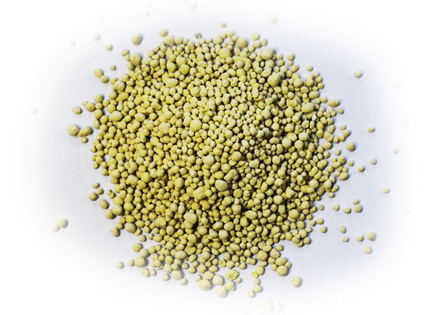 تصویر 2 از گوگرد گرانول برای زعفران موثر در جلوگیری از آفت