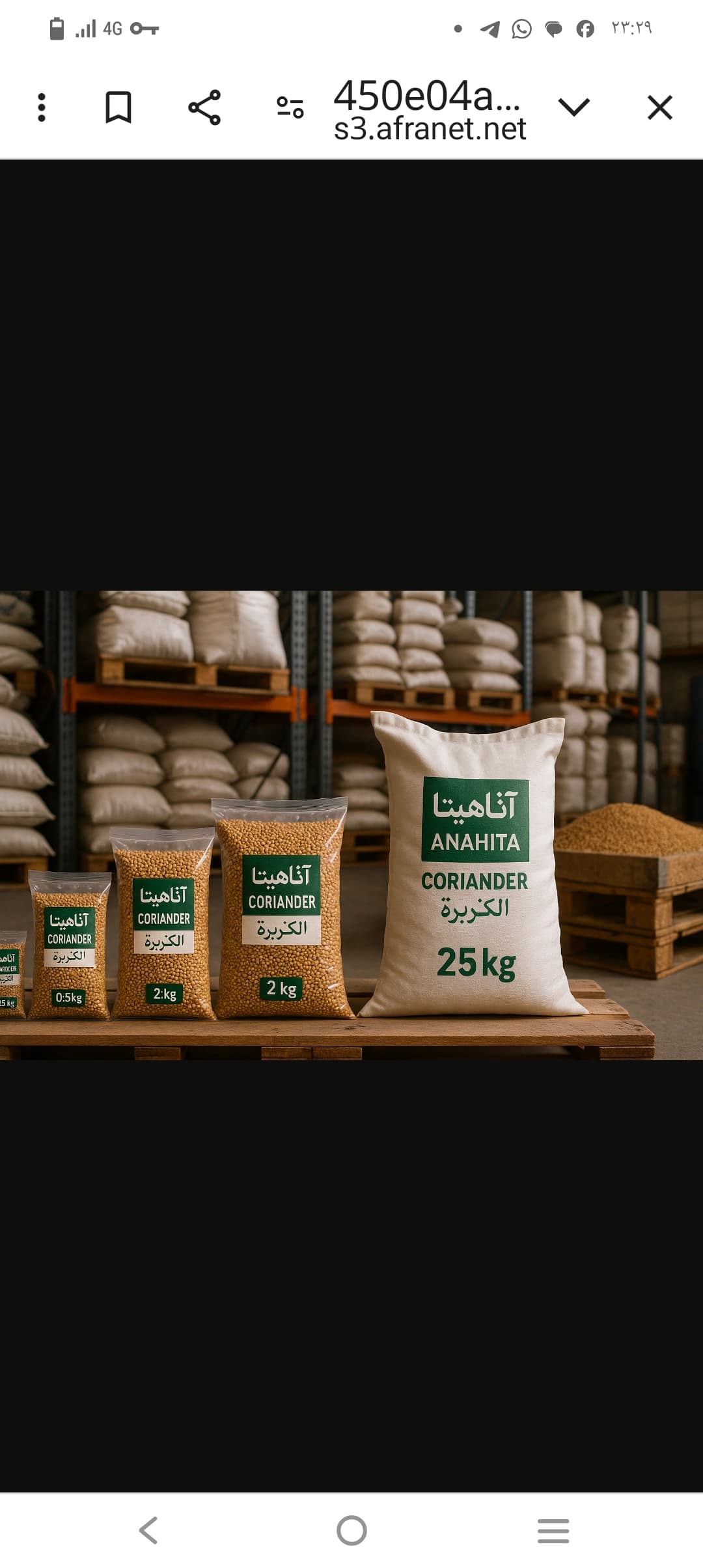 تصویر 1 از فروش بذر گشنیز عمده + تأمین مستقیم برای صادرات و مصرف داخل