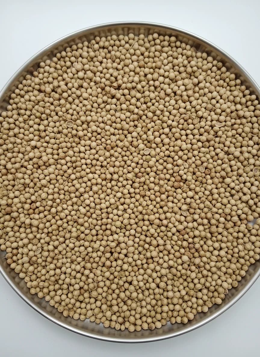 تصویر 1 از قیمت خرید و فروش بذر گشنیز ایرانی در بازار امروز