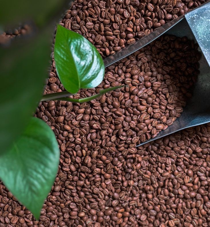 تصویر 1 از فروش قهوه اسپرسو 80/20