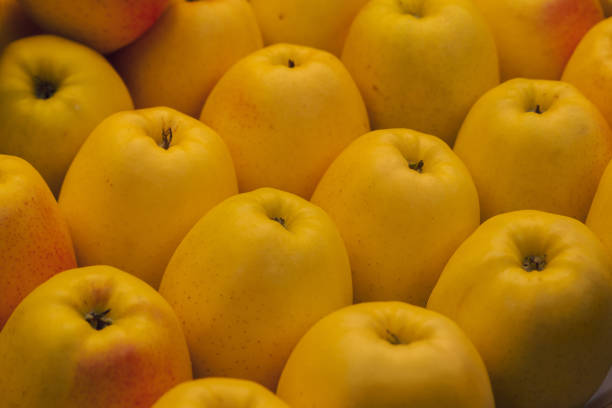 تصویر 3 از سیب زرد سمیرم مرغوب درجه یک با رنگ زرد طلایی