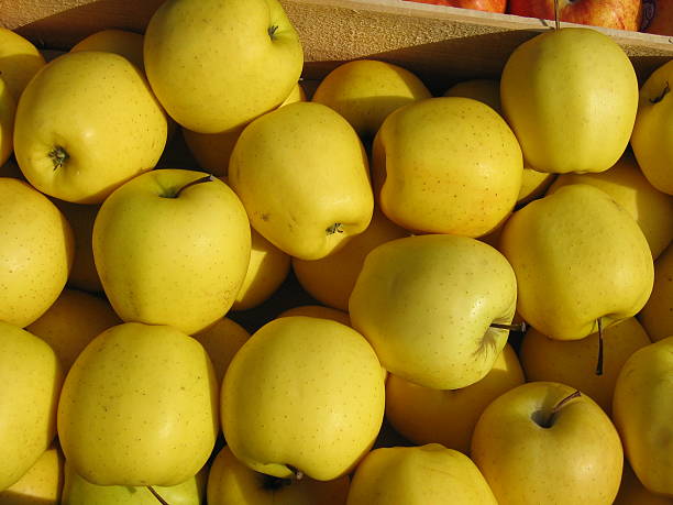 تصویر 2 از سیب زرد سمیرم مرغوب درجه یک با رنگ زرد طلایی