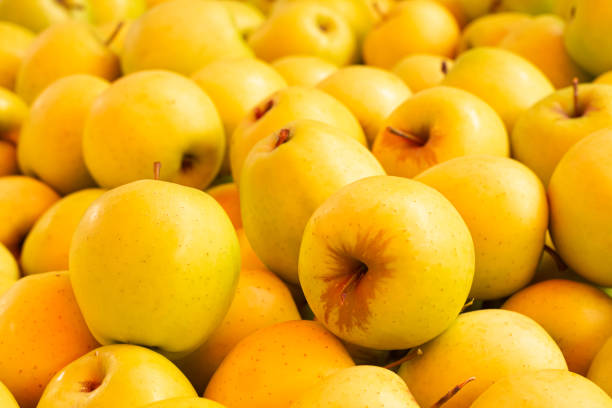 تصویر 1 از سیب زرد سمیرم مرغوب درجه یک با رنگ زرد طلایی