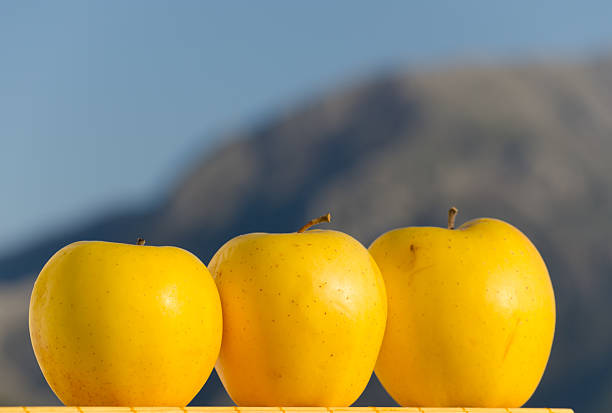 سیب زرد ارومیه تازه چیده شده از باغ با ماندگاری طولانی