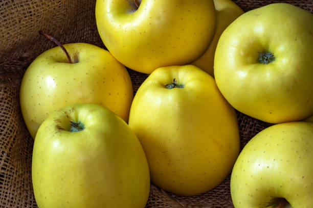 تصویر 5 از سیب زرد ارومیه تازه چیده شده از باغ با ماندگاری طولانی