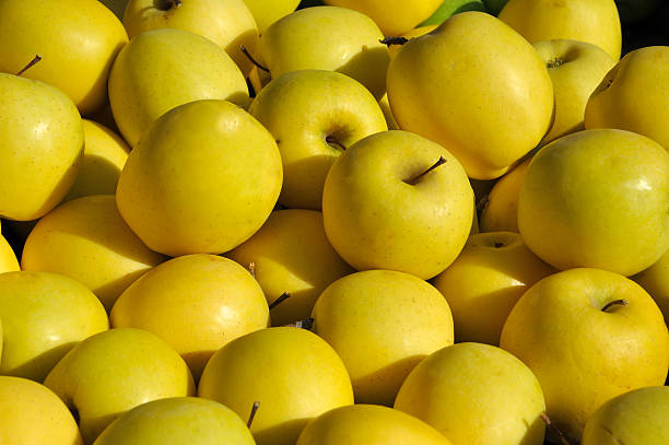 سیب زرد استخوانی ویژه صادرات با استاندارد بین المللی