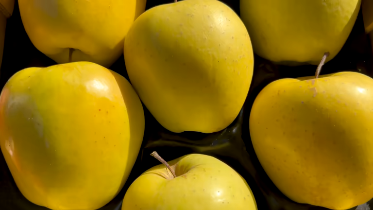 تصویر 1 از سیب زرد سمیرم درجه یک ارگانیک مناسب مصرف داخلی