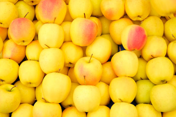 سیب زرد سمیرم درجه یک ارگانیک مناسب مصرف داخلی