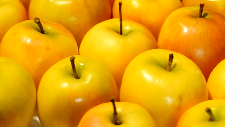 تصویر 4 از سیب زرد سمیرم درجه یک ارگانیک مناسب مصرف داخلی