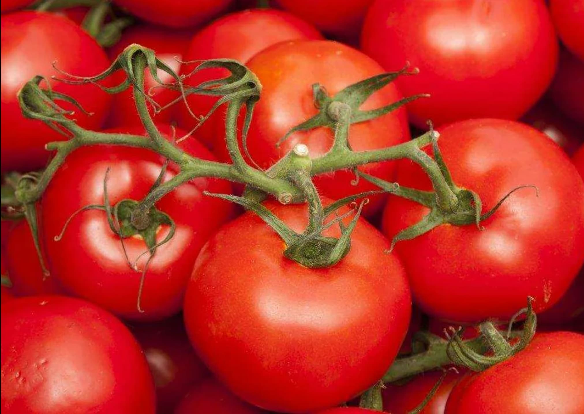 تصویر 4 از گوجه‌ فرنگی تازه و آبدار با کیفیت عالی و طعم طبیعی