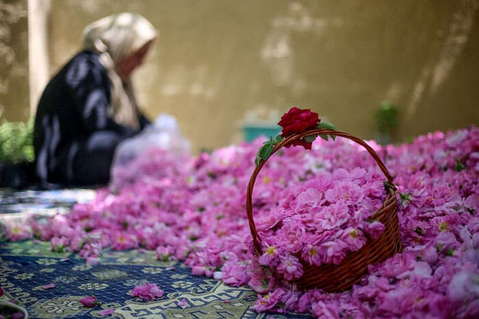 تصویر 3 از گل محمدی کرمان با گلدهی پایدار و زیبایی طبیعی چشمگیر