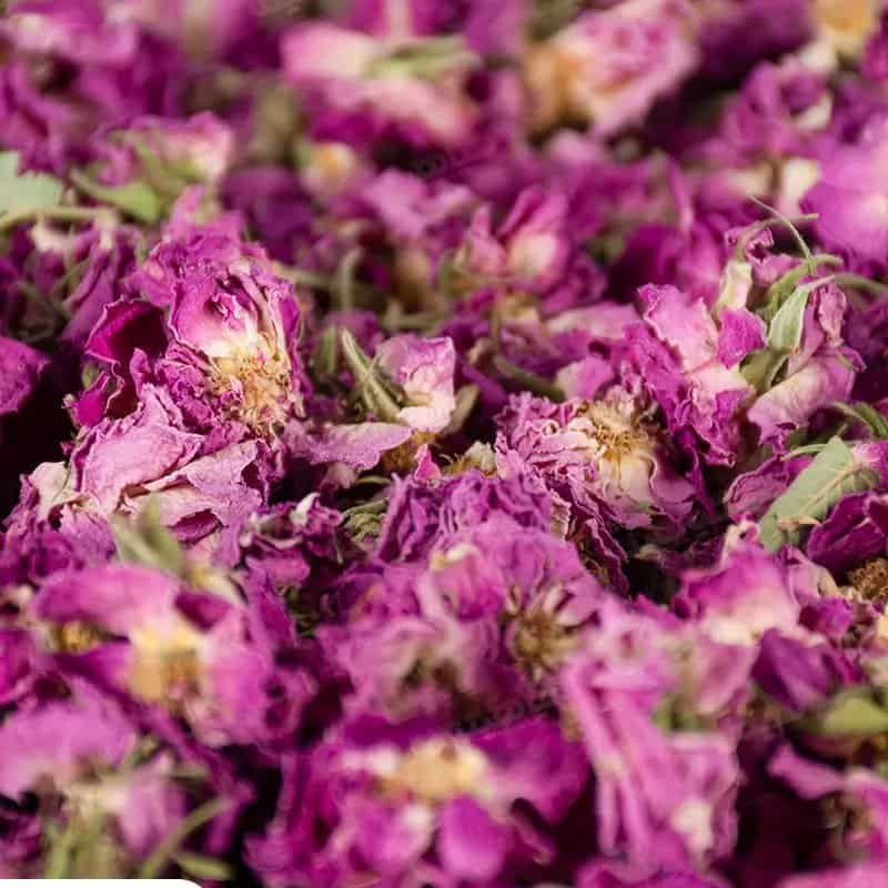 تصویر 4 از گل محمدی کرمان با گلدهی پایدار و زیبایی طبیعی چشمگیر