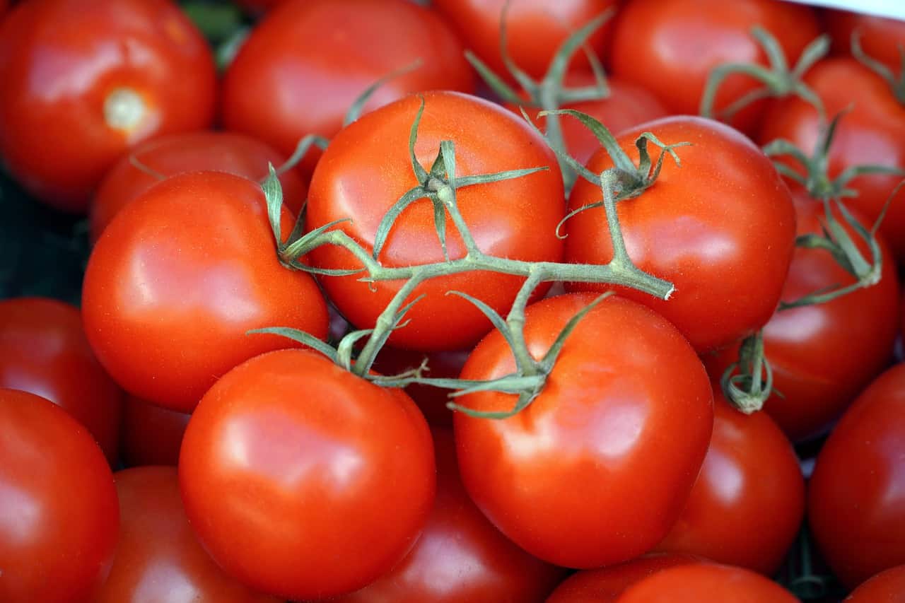 تصویر 4 از گوجه‌ فرنگی قرمز مرغوب مخصوص مصرف رستورانی و صنعتی