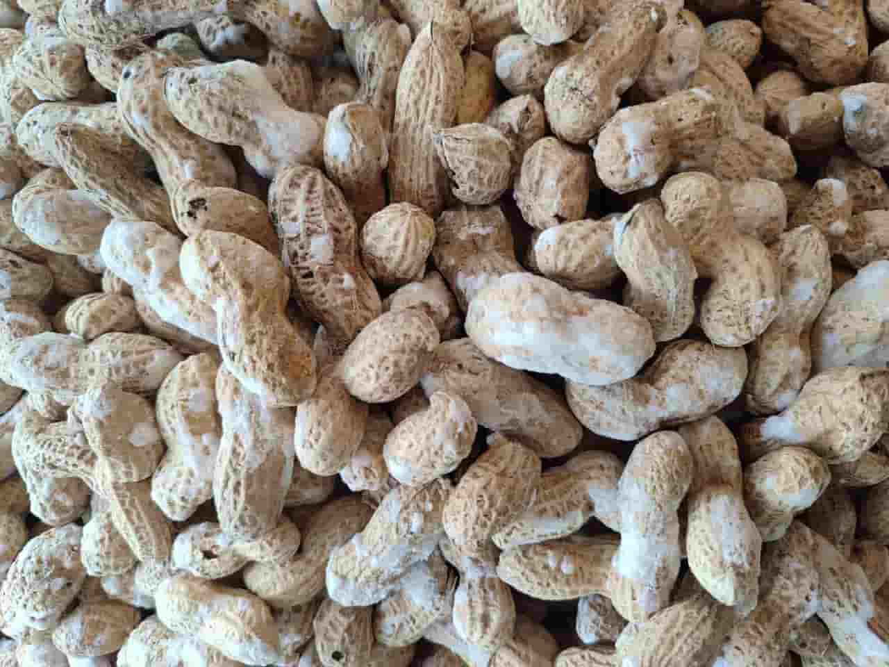 تصویر 4 از بادام زمینی با پوست تازه برداشت شده با مغز درشت طبیعی