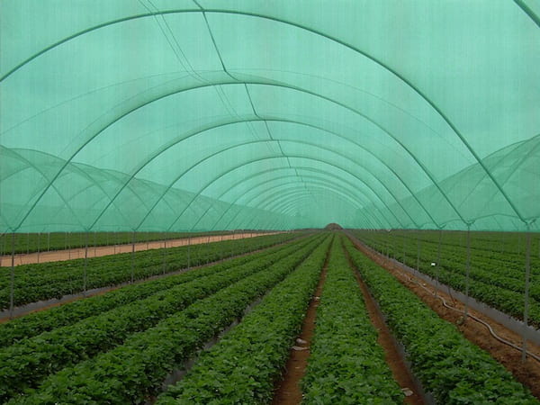 تصویر 4 از گونی جنگلی با کیفیت و با دوام برای مصارف گسترده صنعتی